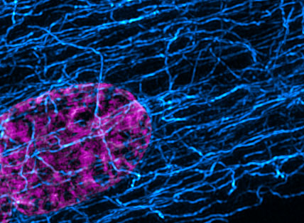 Mechanobiology