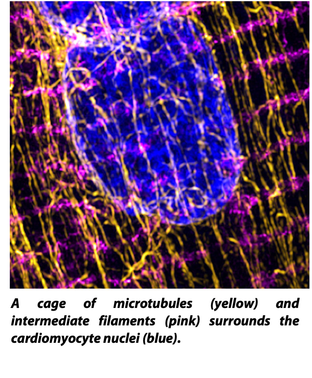 MechbioPic Mechanobiology scientific image